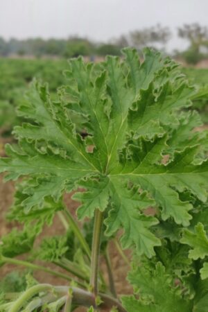 Geranium Leaf