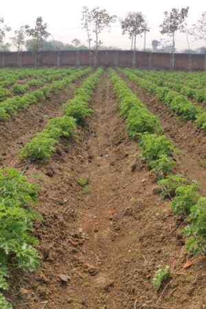 Geranium Plantation