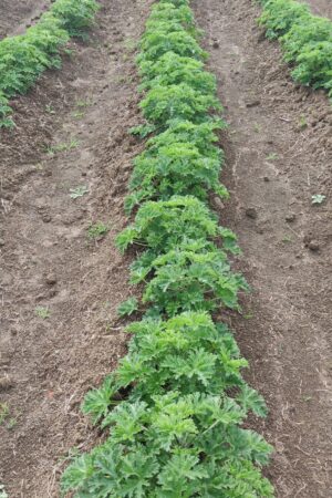 Geranium plants