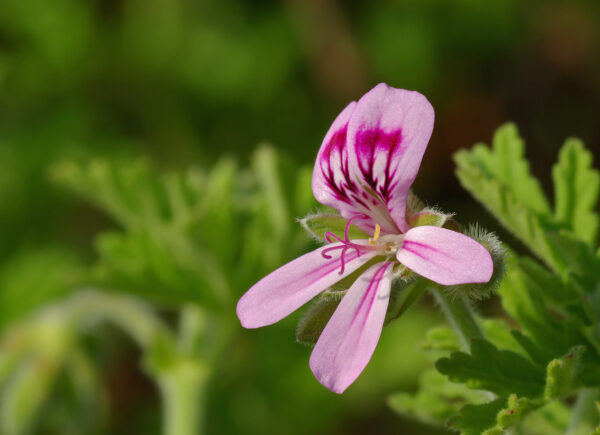 Geranium Plant